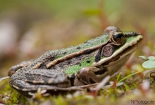 Wasserfrosch