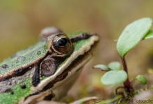 Wasserfrosch
