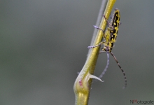 Leiterbock