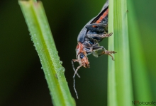 Gemeiner Weichkäfer (Cantharis fusca)