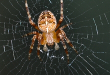 Kreuzspinne