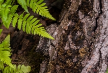 Holzstück mit Farn