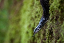 _DSC0642