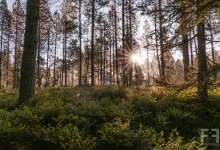 _DSC0439