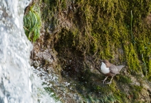 Wasseramsel