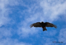_DSC0594