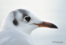 DSC_0831_2-2